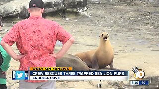 Crew rescues three trapped sea lion pups in La Jolla