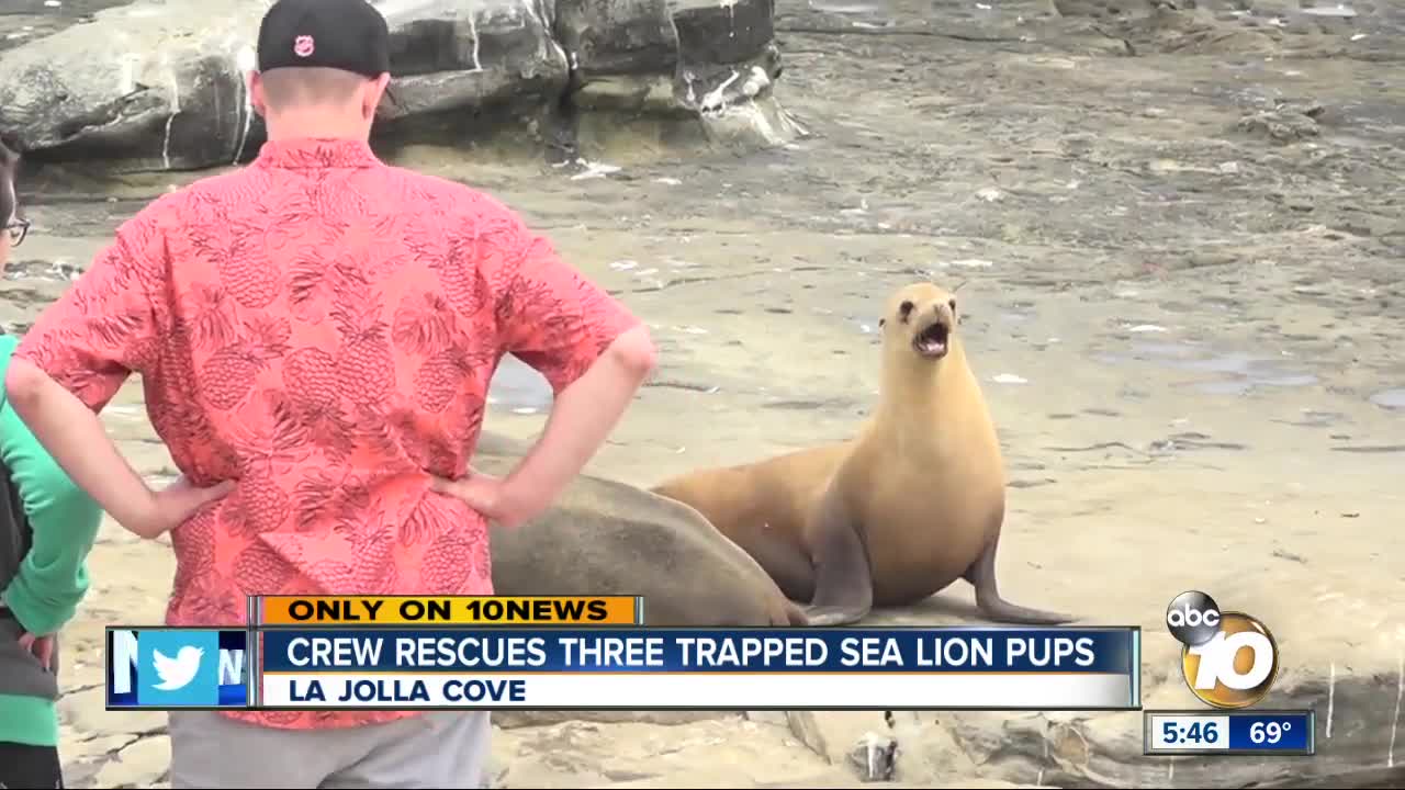 Crew rescues three trapped sea lion pups in La Jolla