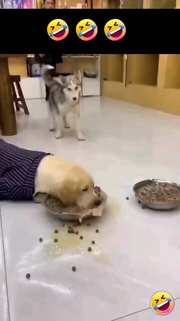 Husku and labrador eating food funny video 😅