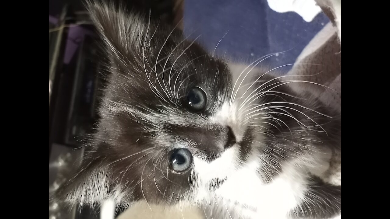 KITTY PLAY TIME pt 1