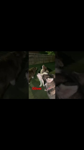 [Shorts 0135] OLIVER [#dogs #doggos #doggies #puppies #dogdaycare]