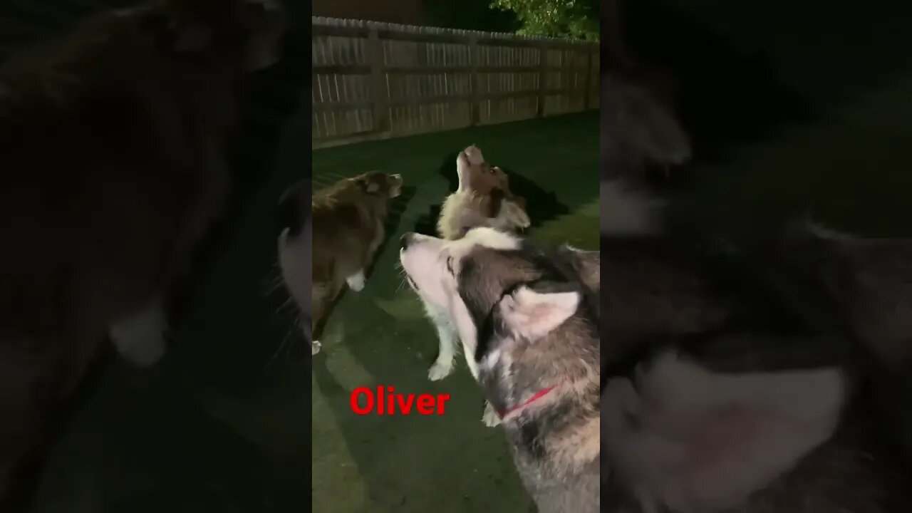 [Shorts 0135] OLIVER [#dogs #doggos #doggies #puppies #dogdaycare]