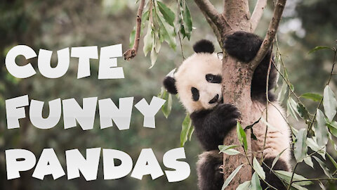 Funny Pandas