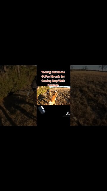 Testing out some GoPro Mounts for Dog content. #dog #dogs #saintbernard #gopro #video #walking