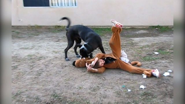 Cute Dog vs Scooby Doo