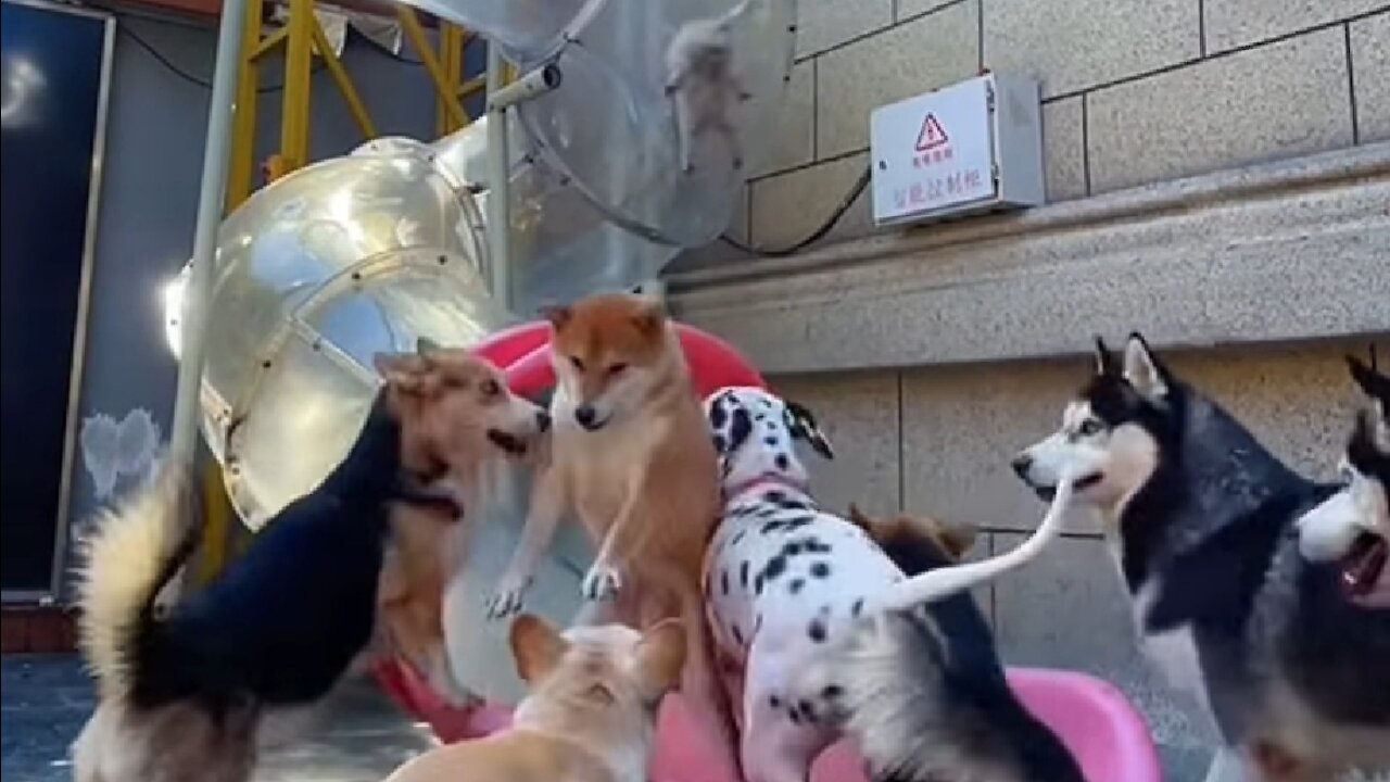 The dogs seem to like it 😍🥰😘