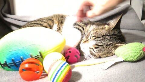 Kitten Relaxes among His Toys