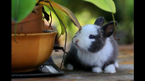 Cute Baby Animals | Funny Animal Video