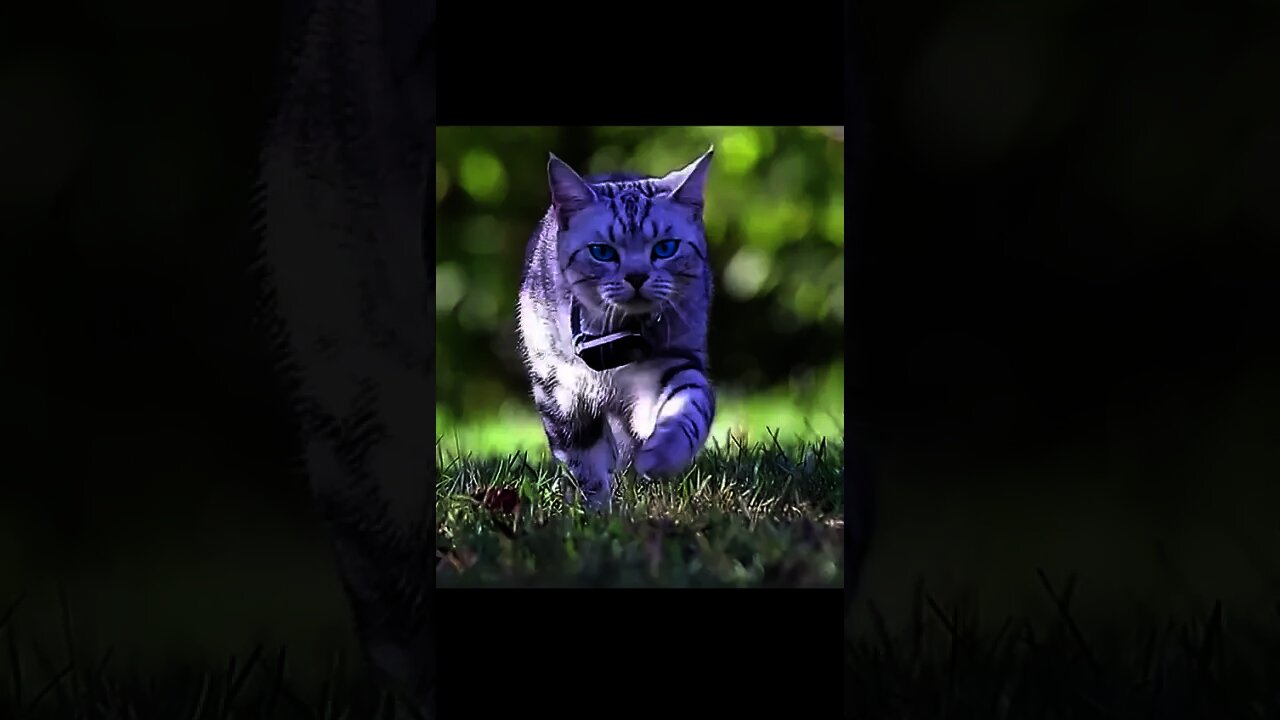 藍眼的貓咪有夠酷#Shorts#cat#貓