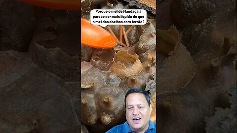 O mel de abelhas Mandaçaia é mais líquido? 🍯🤔 #Shorts