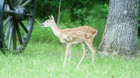 deer on the field: north georgia