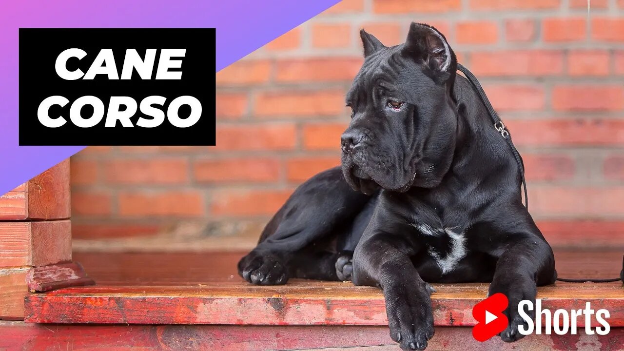 Cane Corso 🐶 One Of The Biggest Dog Breeds In The World #shorts