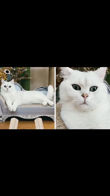 Cat Carrying Out His Beloved Work