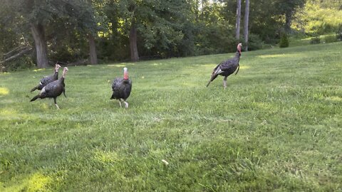 Turkey Gang