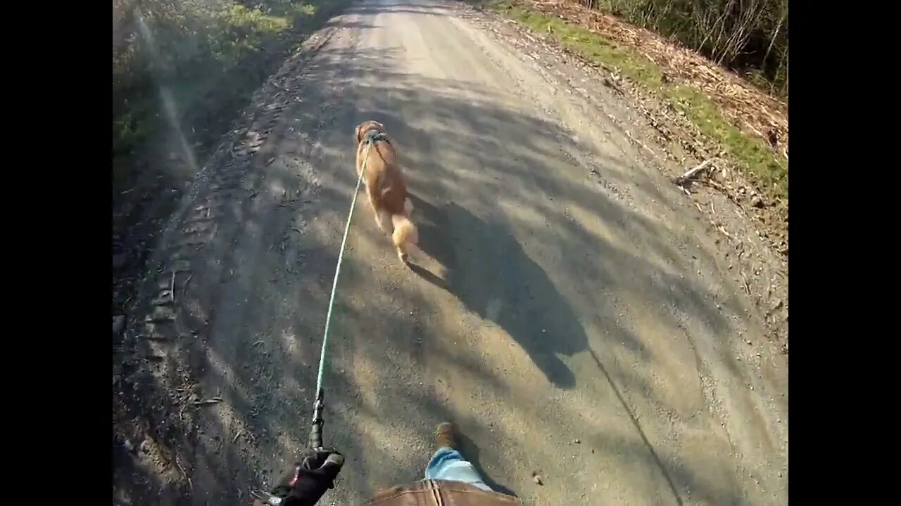 May 22nd, 38º breezy with crystal clear sky. Flynn and I look for moose tracks.