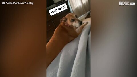 Ce chien se met à l'aise, se servant du chat comme d'un oreiller