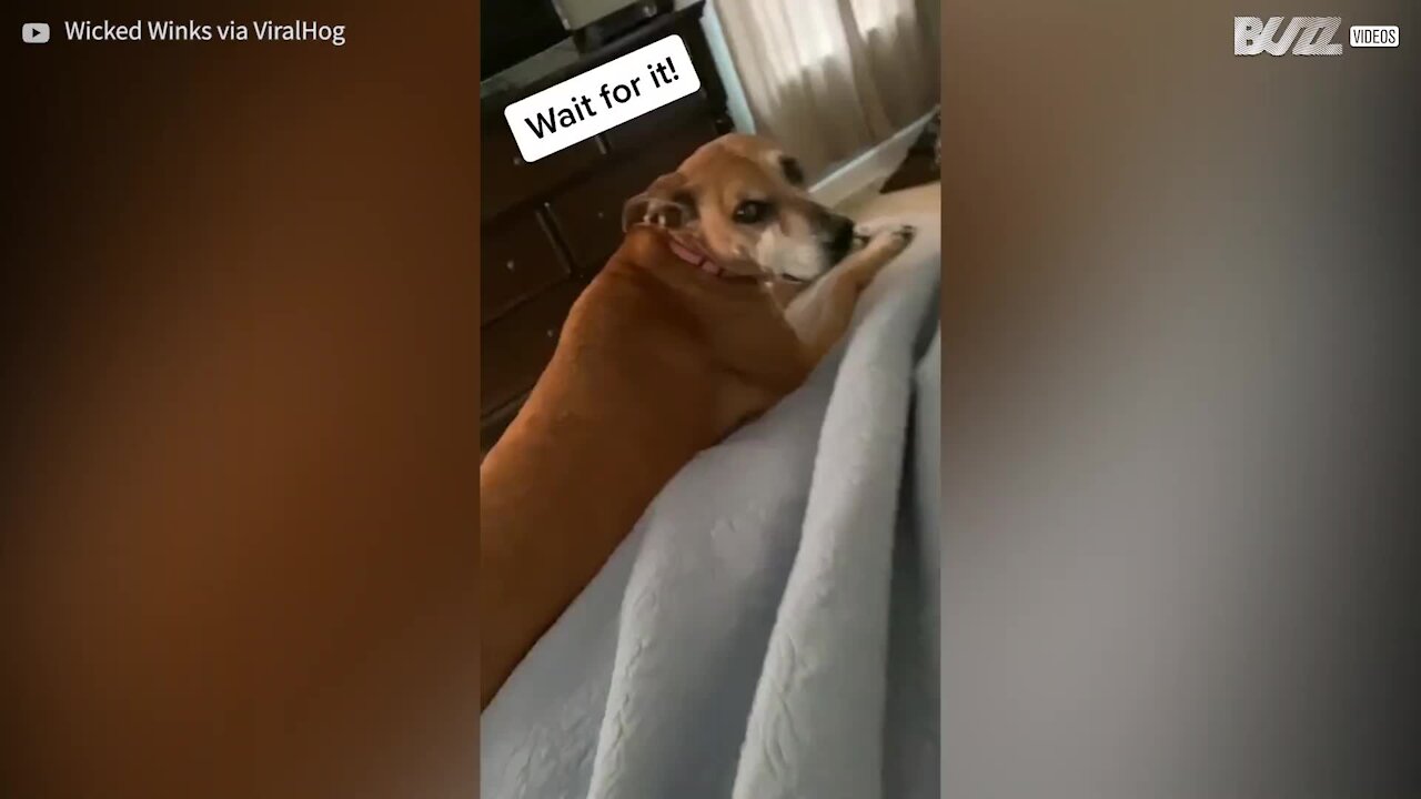 Ce chien se met à l'aise, se servant du chat comme d'un oreiller