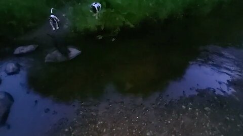 Puppies Watch Mam And Dad Swimming