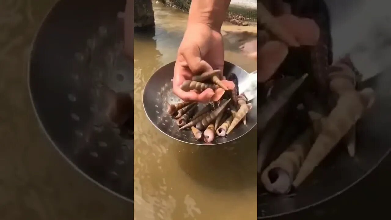 Filtering Shells On The Beach