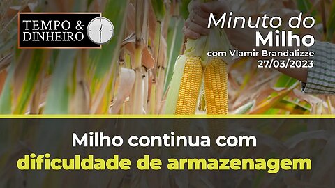 Milho continua com dificuldade de armazenagem.