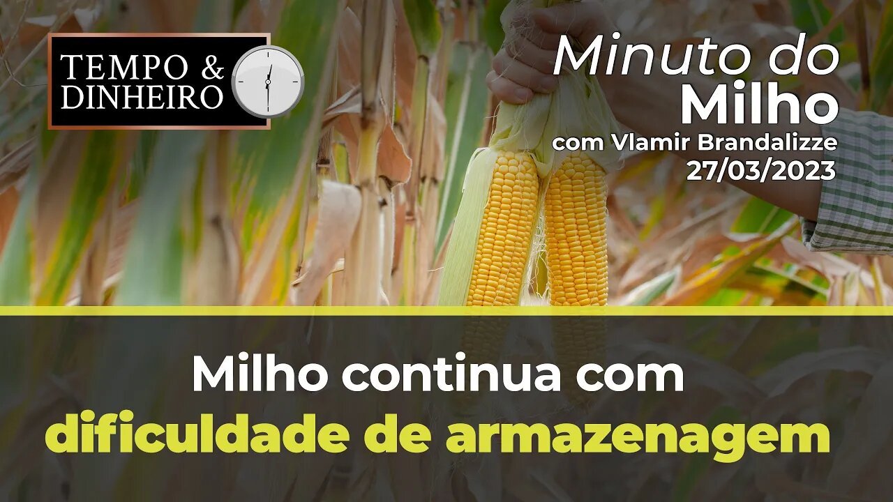 Milho continua com dificuldade de armazenagem.