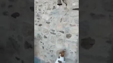 This dog subscribed and then rung the bell!