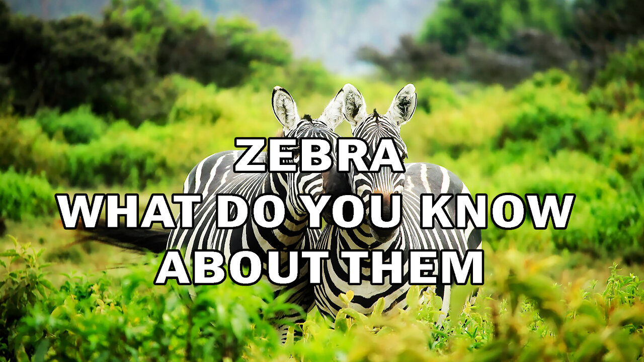 ZEBRA | WHAT DO YOU KNOW ABOUT THEM?