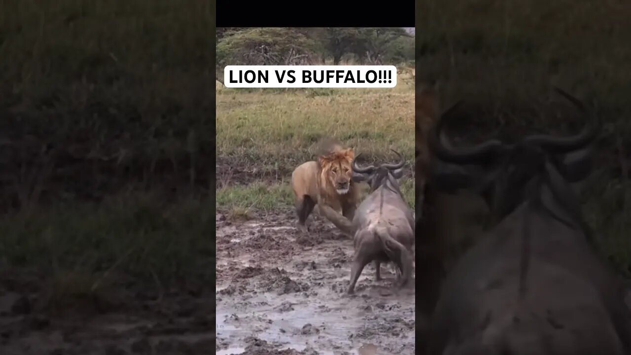 LION VS BUFFALO!!