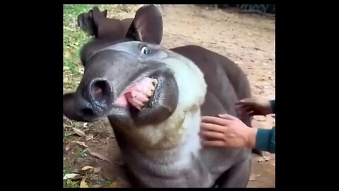 Brazilian Tapir ❤️‍🔥 Cuddliest Giants of Brazil!