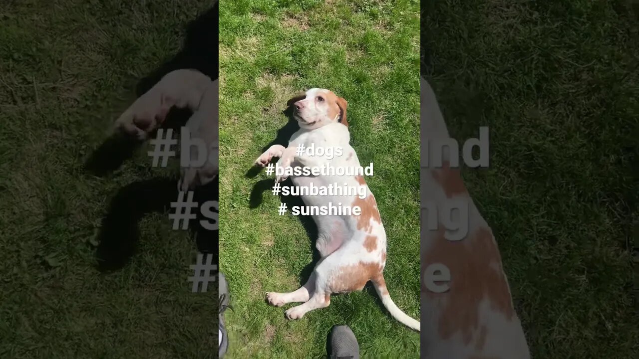 Chonky boy gettin his tan on! #dogs #dogshorts #dogsofyoutube #sunbathing