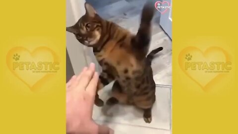 Cats Being JERKS! Savage Cats Attacking People Compilation PETASTIC 🐾 9