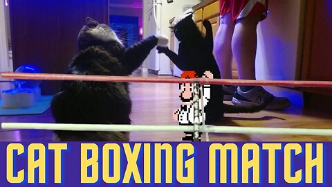 Cat Boxing Match Before Dinner (05-24-2023)
