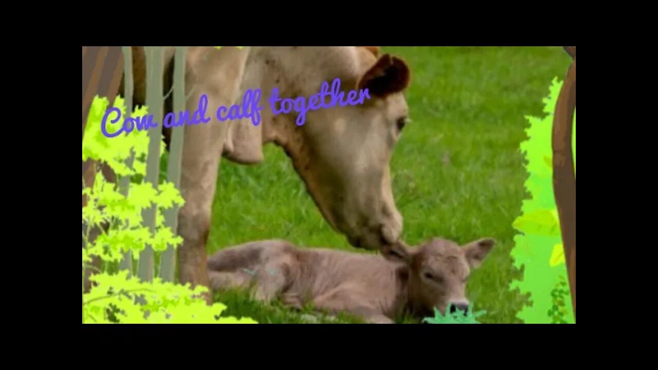 Cow and calf,#shorts#,cow and Calf#,#animal love#,#cow#.