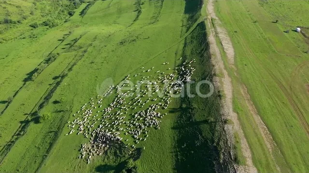 Flying Over a Herd of Sheep Grazing in a Meadow. Transylvania, Romania