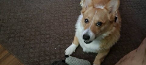 Corgi on a hot day