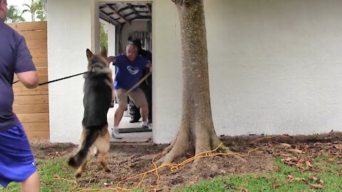 Guard Dog Training Step by Step