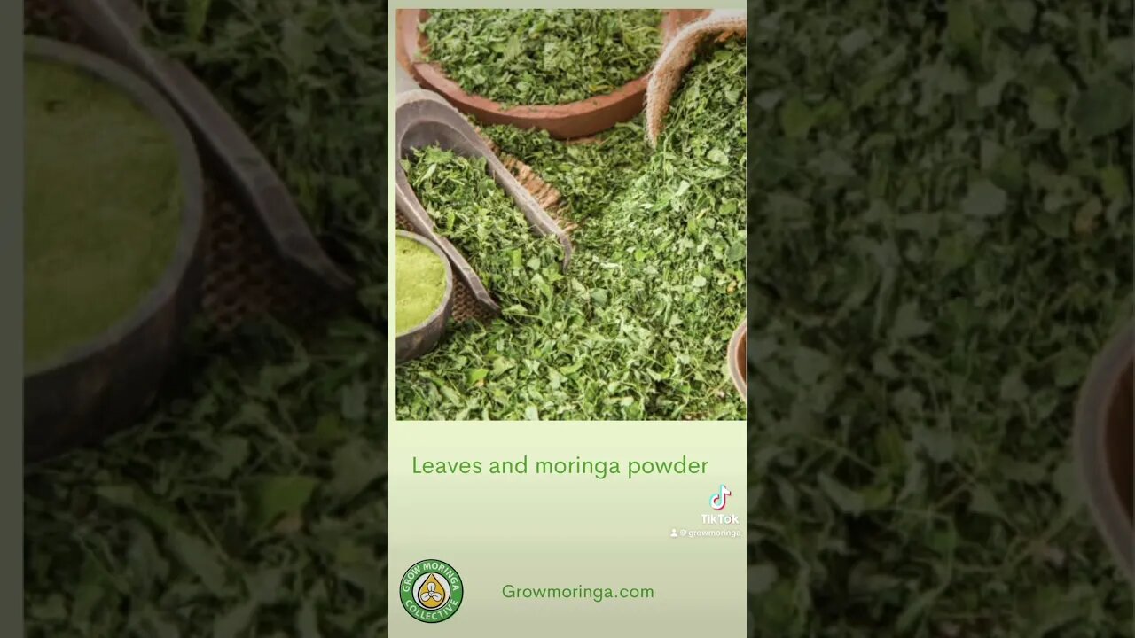 Raise Up For Carolina Moringa at Fractional Farms | The Grow Moringa Collective