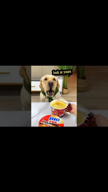 amazing reaction 😂 #shorts #dog