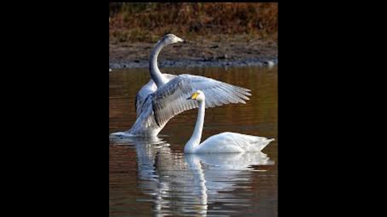 Wild white geese