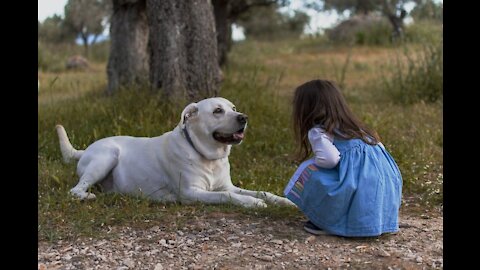 Guard Dog Training Step by Step in Detail!