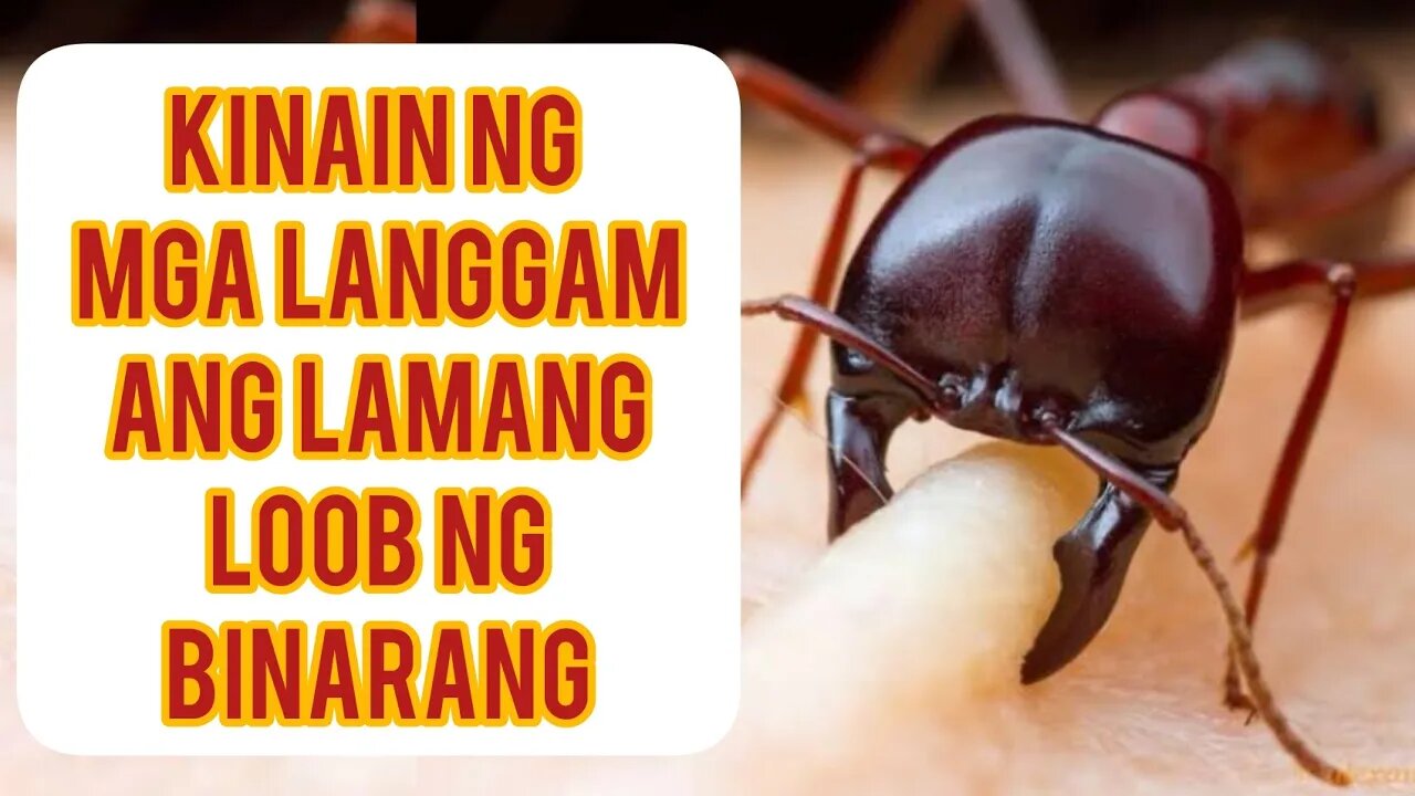 BINARANG NG KATRABAHONG OFW | INTERVIEW