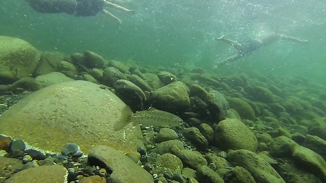 GoPro cam swept away in river captures beautiful footage