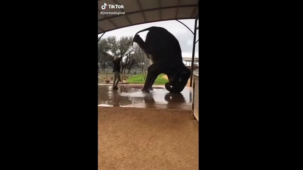 Funny animal that will definitely Brighten you......