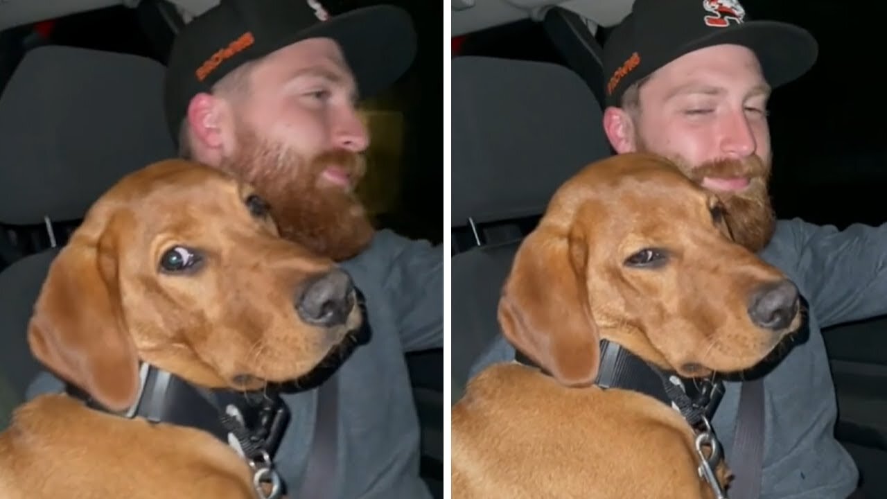 Tired puppy falls asleep on owner's lap during car ride