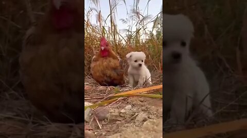 pet dog #petdog#dog #hen #America #americapetanimal #petanimals