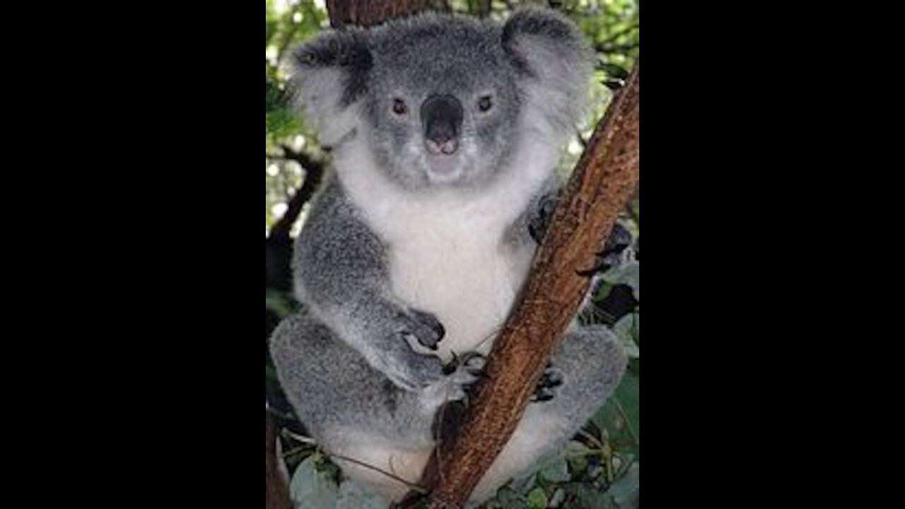 koala