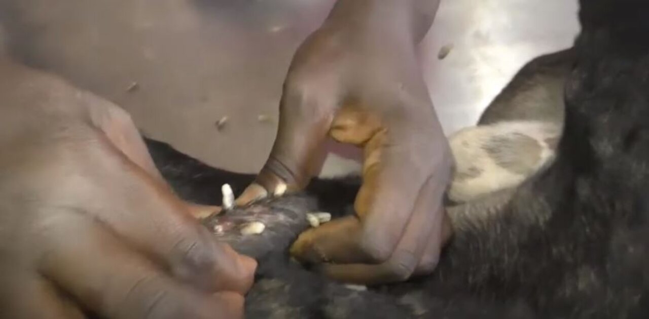 THOUSAND MONGOWORMS removed from this helpless dog - You DON'T wanna MiSS!