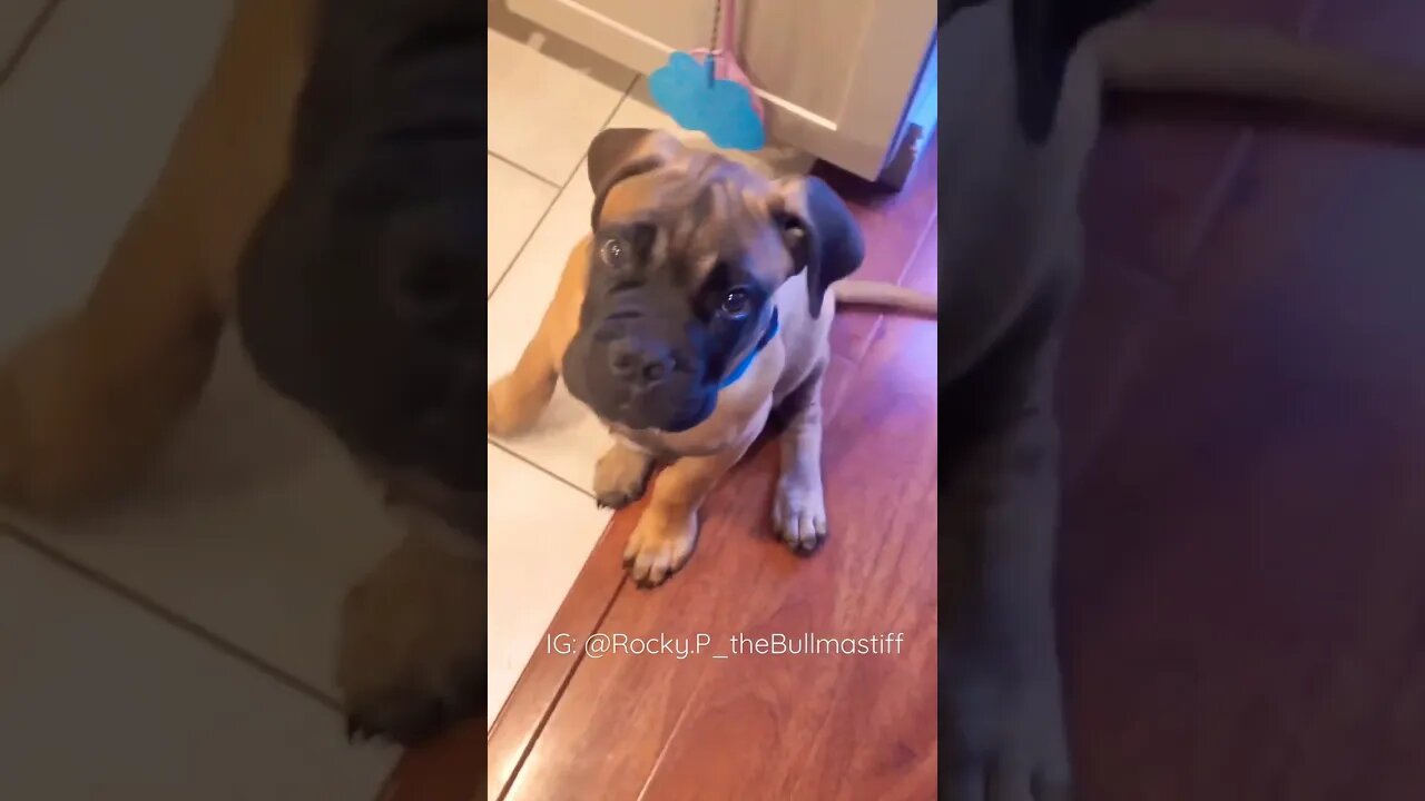 Breakfast time #bullmastiff #puppy #cutepuppy #puppyeyes #cute #dogmom #bullmastiffpuppy #dogsofyt
