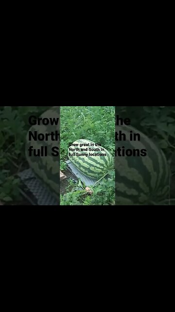 Watermelon Carolina Cross #diygardening #gardening #watermelonseeds