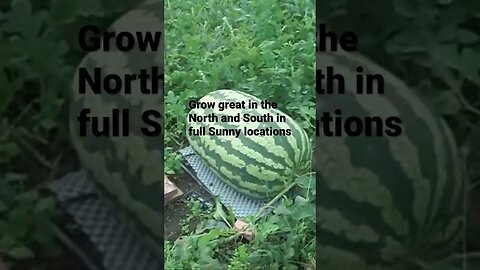 Watermelon Carolina Cross #diygardening #gardening #watermelonseeds